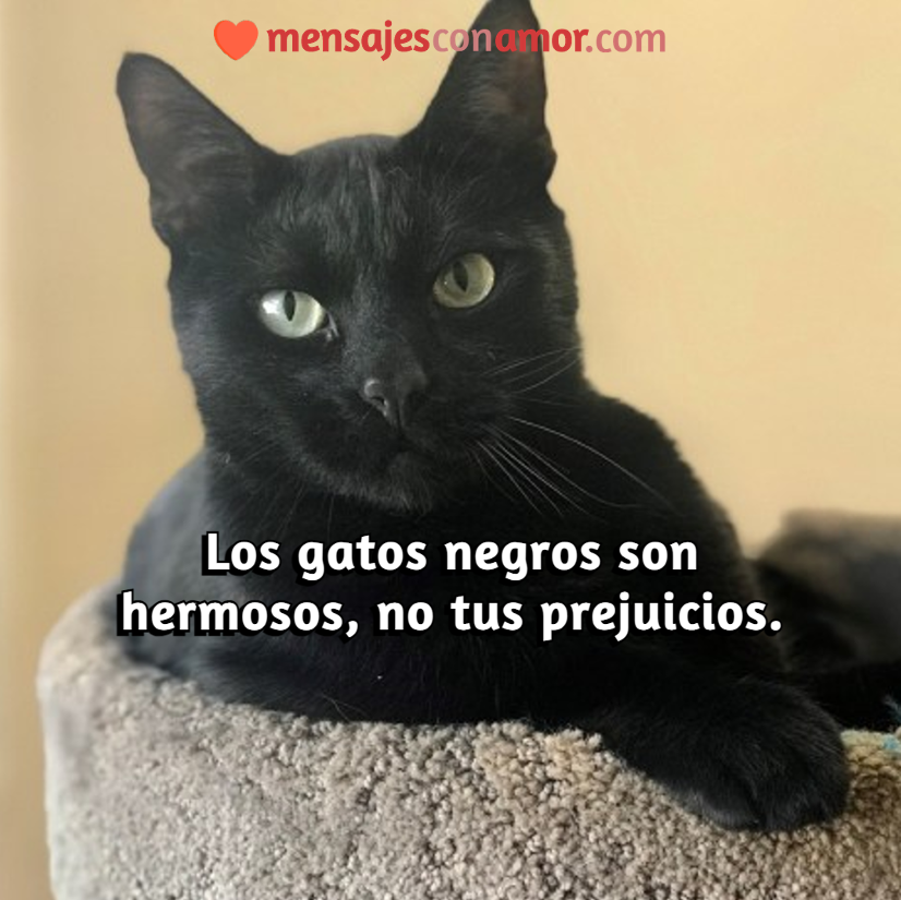 mensajes de gatos