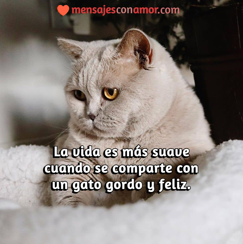 frases para gatos