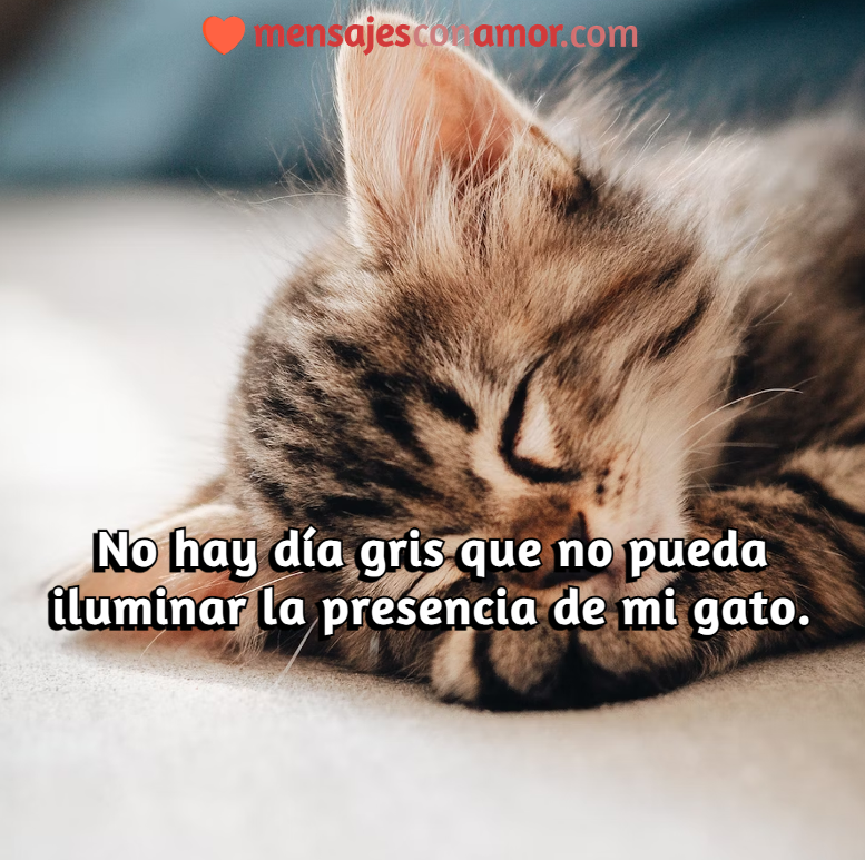 frases de gatos lindos